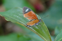 Euphaedra hybrida