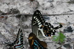 Papilio lormieri