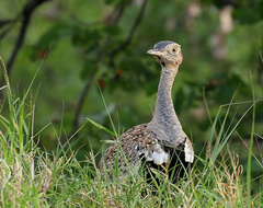 Eupodotis ruficrista