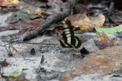 Graphium latreillianus