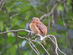 Malacoptila panamensis