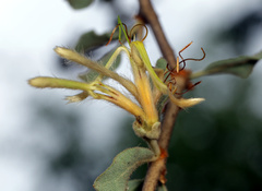 Erianthemum ngamicum