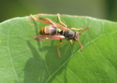 Polistes humilis synoecus