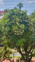 Mangifera