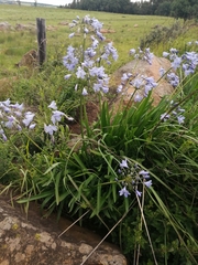 Agapanthus campanulatus