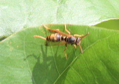 Polistes humilis synoecus