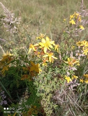 Hypericum perforatum