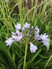 Agapanthus campanulatus