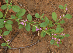 Gisekia pharnaceoides