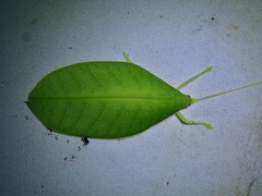 Morsimus quadratus
