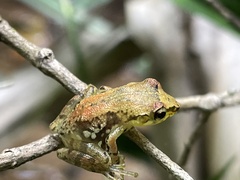 Guibemantis liber
