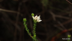 Agathosma apiculata