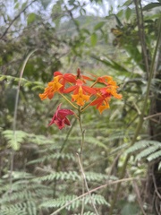 Epidendrum radicans