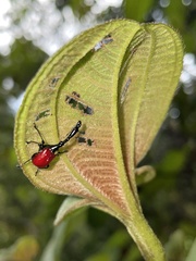 Trachelophorus giraffa