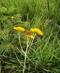 Berkheya setifera