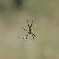 Trichonephila senegalensis