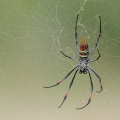 Trichonephila inaurata