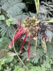 Calliandra houstoniana