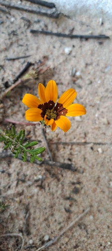 Image of Gazania pectinata by (c) Eugene Hahndiek, some rights reserved (CC BY-SA)