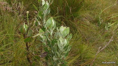 Osteospermum junceum