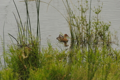 Paragallinula angulata