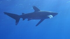 Carcharhinus longimanus