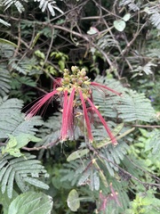 Calliandra houstoniana