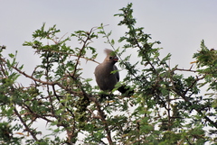 Corythaixoides concolor