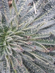 Echium asperrimum