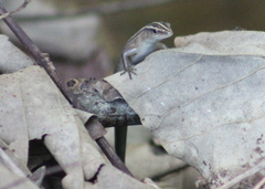 Emoia cyanura