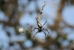Trichonephila inaurata