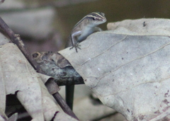 Emoia cyanura