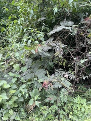 Calliandra houstoniana