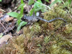 Mantidactylus