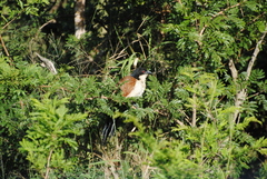 Centropus superciliosus