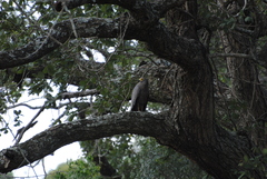 Polyboroides typus typus