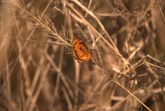 Byblia anvatara acheloia