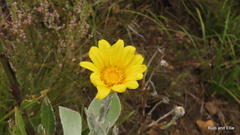 Osteospermum junceum