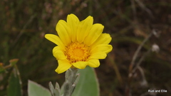 Osteospermum junceum