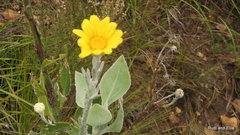 Osteospermum junceum