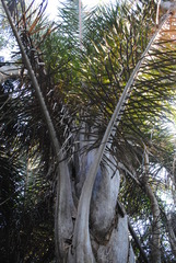 Raphia australis