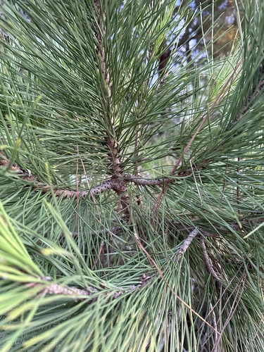 iNaturalist observation photo of Western Ponderosa Pine