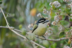 Pogoniulus bilineatus