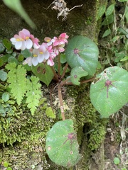 Begonia conchifolia image