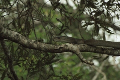 Dendroaspis polylepis