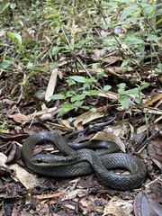 Thamnosophis infrasignatus