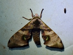 Daphnusa ocellaris