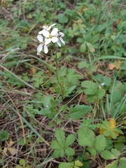 Diplotaxis erucoides
