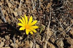 Gazania