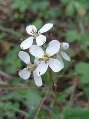 Diplotaxis erucoides